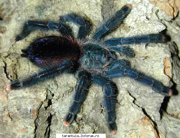 Avicularia avicularia - Habitat: Brazilia, Trinidad, Guyana, Surinam - Specii de Tarantule
