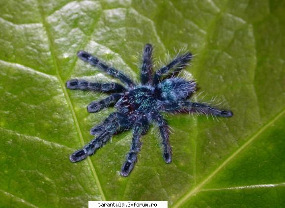 habitat: regiunile tropicale din martinica si guadalupe, posibil si insulele din specie puisorii pot