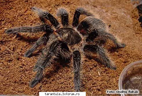 habitat: america specie puisorii pot fi hraniti cu greieri si alte insecte mici. adultii mananca