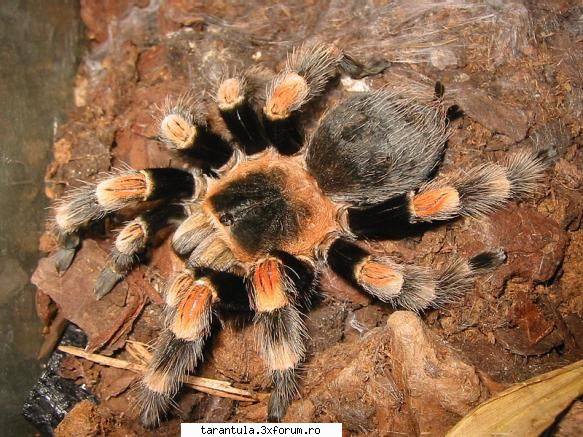 habitat: mexic
tip: specie puisorii pot fi hraniti cu greieri si alte insecte mananca gandaci, alte