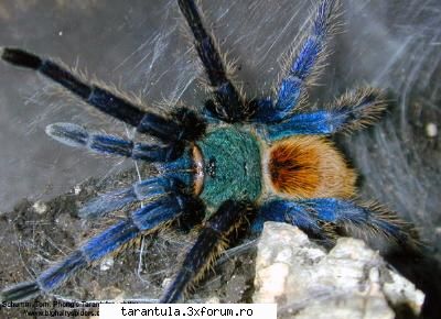 habitat: din nordul specie puisorii pot fi hraniti cu greieri si alte insecte mici. adultii mananca