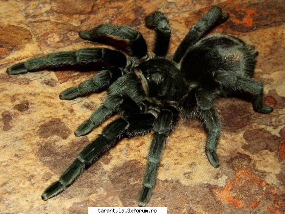 habitat: brazilia si specie puisorii pot fi hraniti cu greieri si alte insecte mananca gandaci, alte