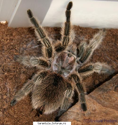 habitat: bolivia, chile, specie puisorii pot fi hraniti cu greieri si alte insecte mici. adultii