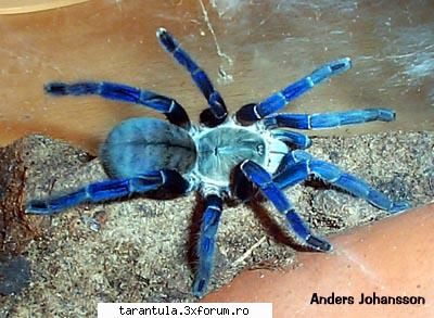 habitat: mianmar, tailanda, laos, vietnam, specie puisorii pot fi hraniti cu greieri si alte insecte