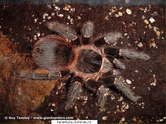 habitat: padurile tropicale din estul specie puisorii pot fi hraniti cu greieri si alte insecte
