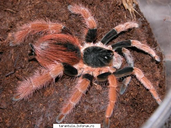 habitat: padurile tropicale din columbia, cat si nordul si sudul specie puisorii pot fi hraniti cu