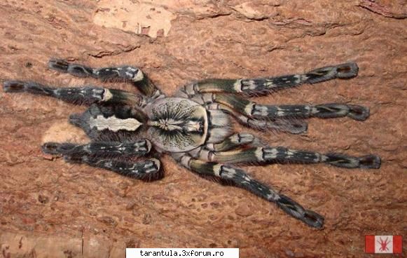habitat: sri specie puisorii pot fi hraniti cu greieri si alte insecte mananca gandaci, alte insecte