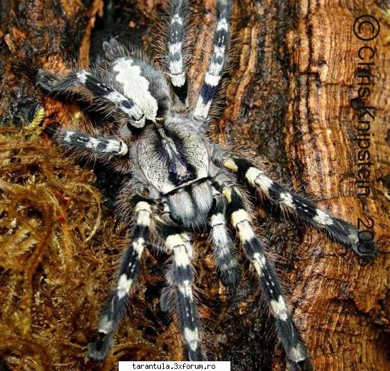 habitat: sri specie puisorii pot fi hraniti cu greieri si alte insecte mananca gandaci, alte insecte