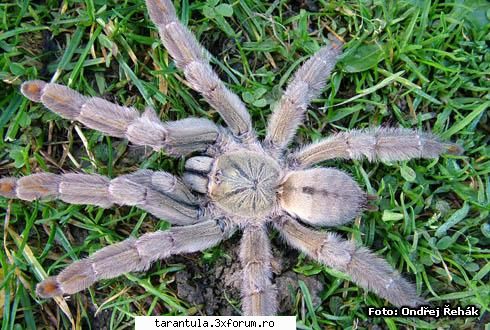 habitat: regiunile tropicale din trinidad & specie puisorii pot fi hraniti cu greieri si alte