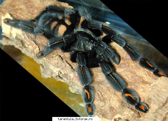 habitat: specie puisorii pot fi hraniti cu greieri si alte insecte mananca gandaci, alte insecte