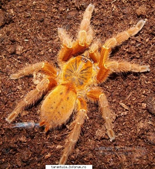 Pterinochilus murinus - Habitat: Africa. Tip: Specie semi-arboricola - Specii de Tarantule