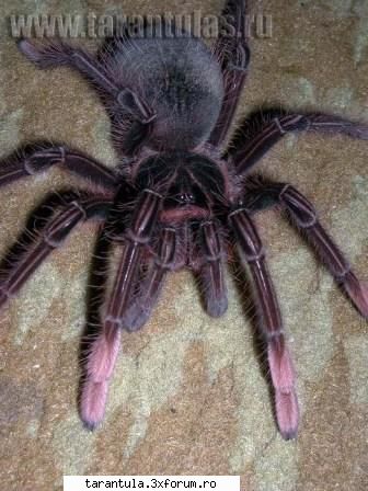habitat: specie puisorii pot fi hraniti cu greieri si alte insecte mici. adultii mananca gandaci,