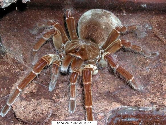 habitat: specie puisorii pot fi hraniti cu greieri si alte insecte mici. adultii mananca gandaci,
